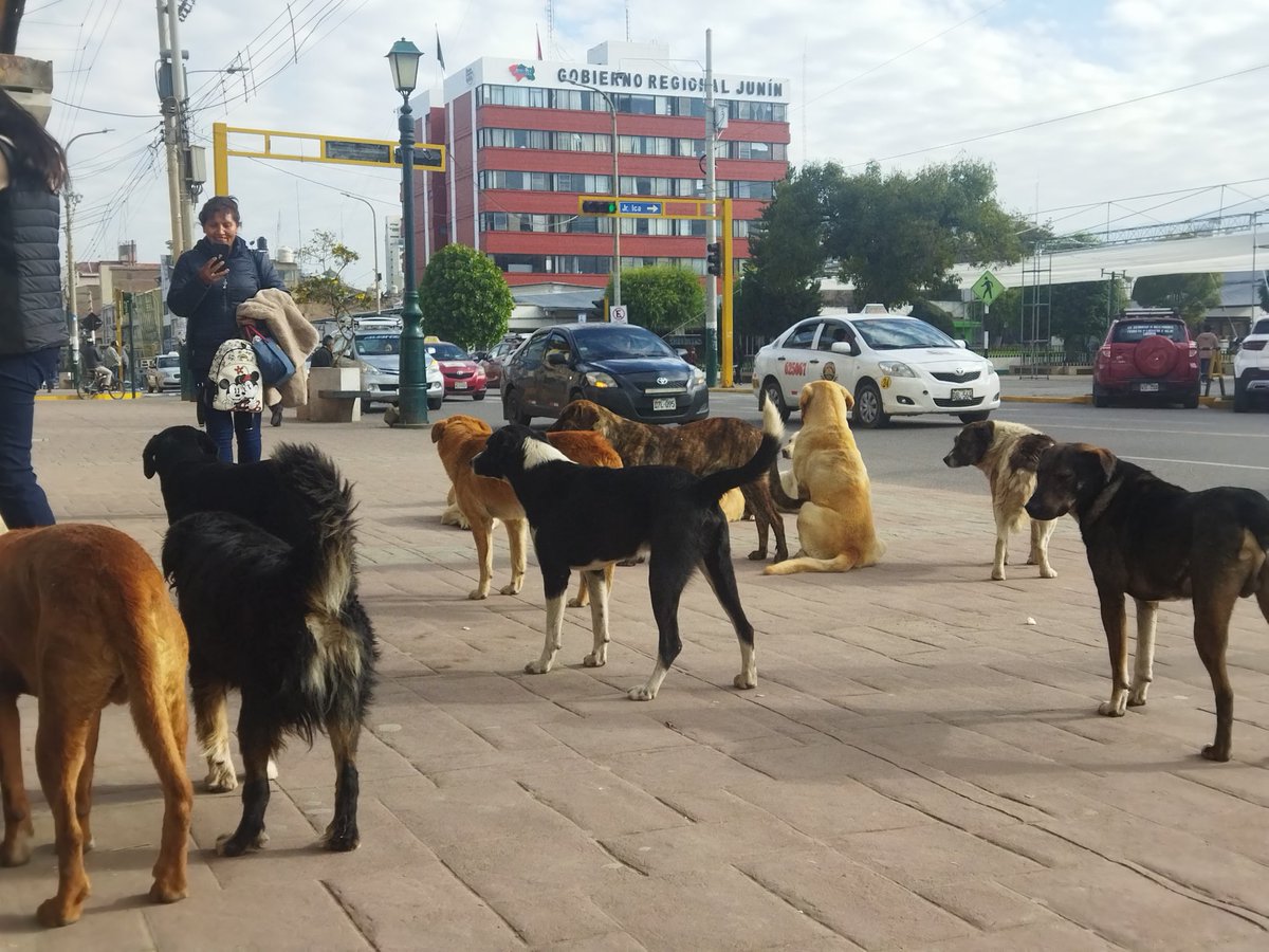 EENTAVIL's tweet photo. Tierra de nadie o ciudad de los perros Huancayo, el panorama en pleno centro de la ciudad, frente a la municipalidad Provincial. https://t.co/rAeTTDoinL