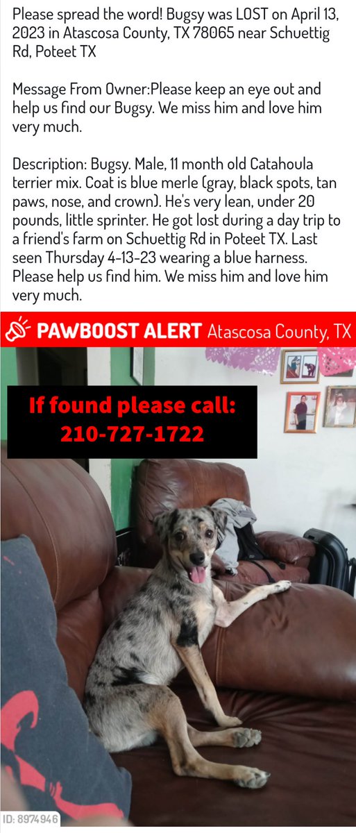 sahumane's tweet image. Keep an eye out for Bugsy #Poteet #SanAntonio #LostDog