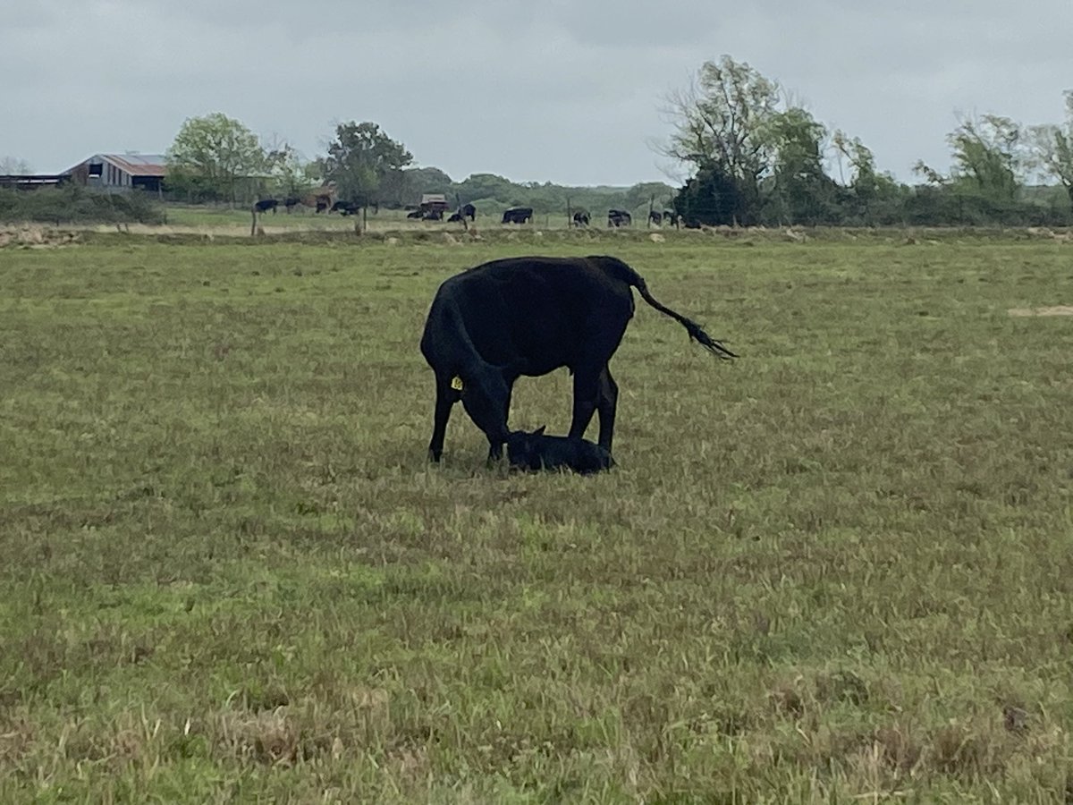 Disciple275's tweet image. Spring and newborn calves go hand in hand🥰