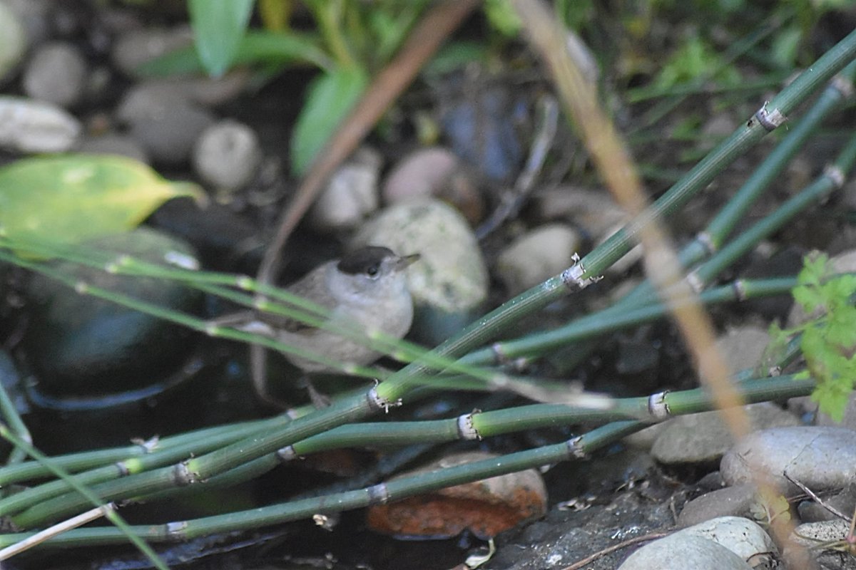 Beau~Jensen McCubbin tweet media