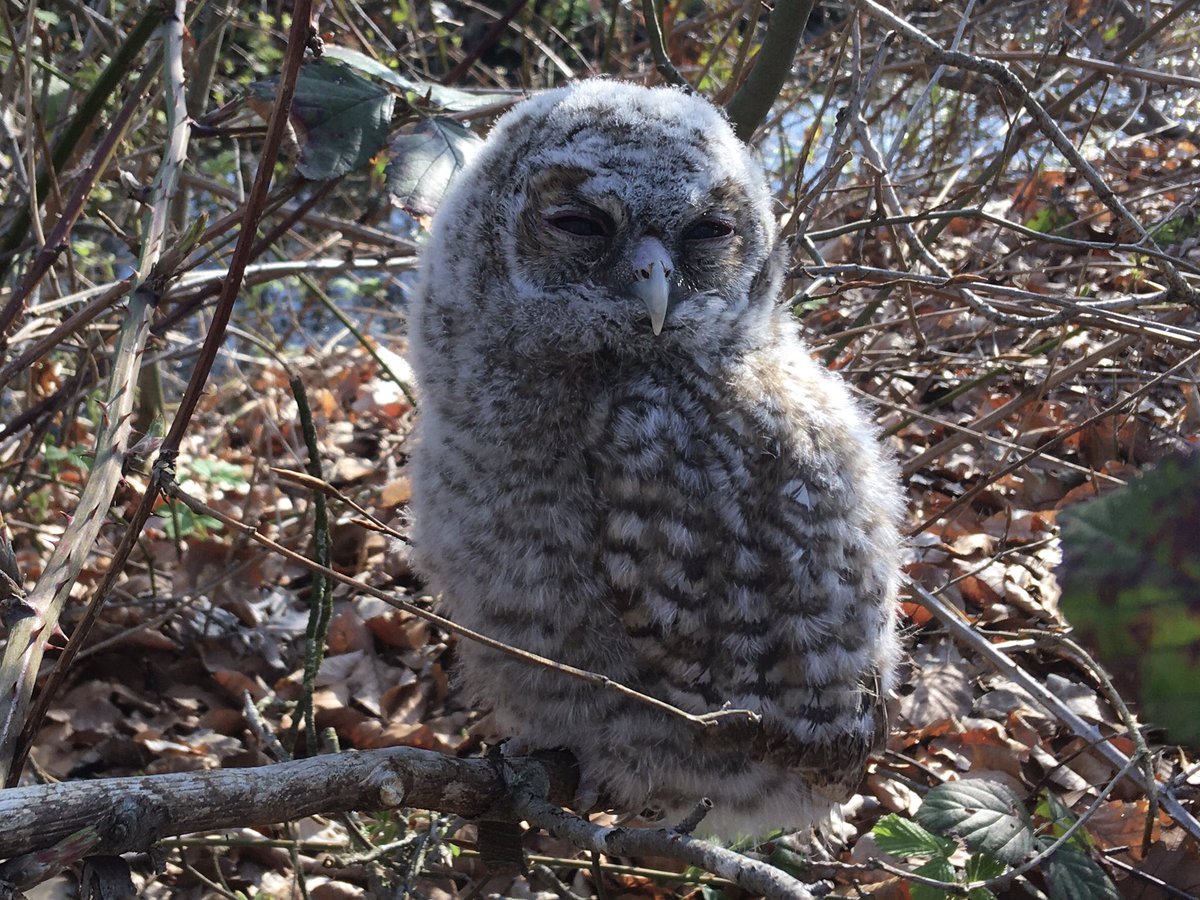 Deze jonge bosuil (een takkeling) zat gewoon in de wegberm te zonnen vanochtend. Mijn dag kan dan niet meer kapot. #opdefiets #woonwerkfiets #vogel <a href="/InHetGroeneWoud/">Het Groene Woud</a>