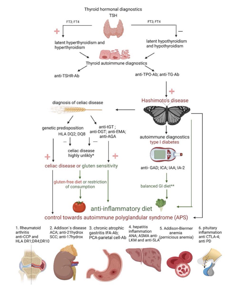AntelmPujol's tweet photo. 🦋 ¿DIETA SIN GLUTEN PARA MEJORAR EL HIPOTIROIDISMO?

🚩NO EXISTE evidencia científica de que las personas con hipotiroidismo por enf. de Hashimoto se BENEFICIEN de dieta SIN GLUTEN

✅Se beneficiarán de una dieta SIN GLUTEN las personas con celiaquía o sensibilidad al gluten https://t.co/nIsCDNpNxW
