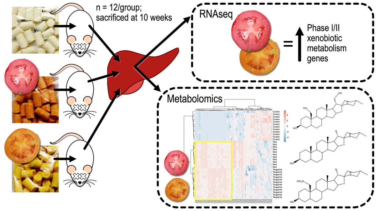 Absolutely stoked to introduce a #preprint of a multidisciplinary effort that establishes a potential mechanistic framework of how #tomato consumption influences our #health! Take a couple minutes to find out why this is so exciting 🧵1/11 biorxiv.org/content/10.110…