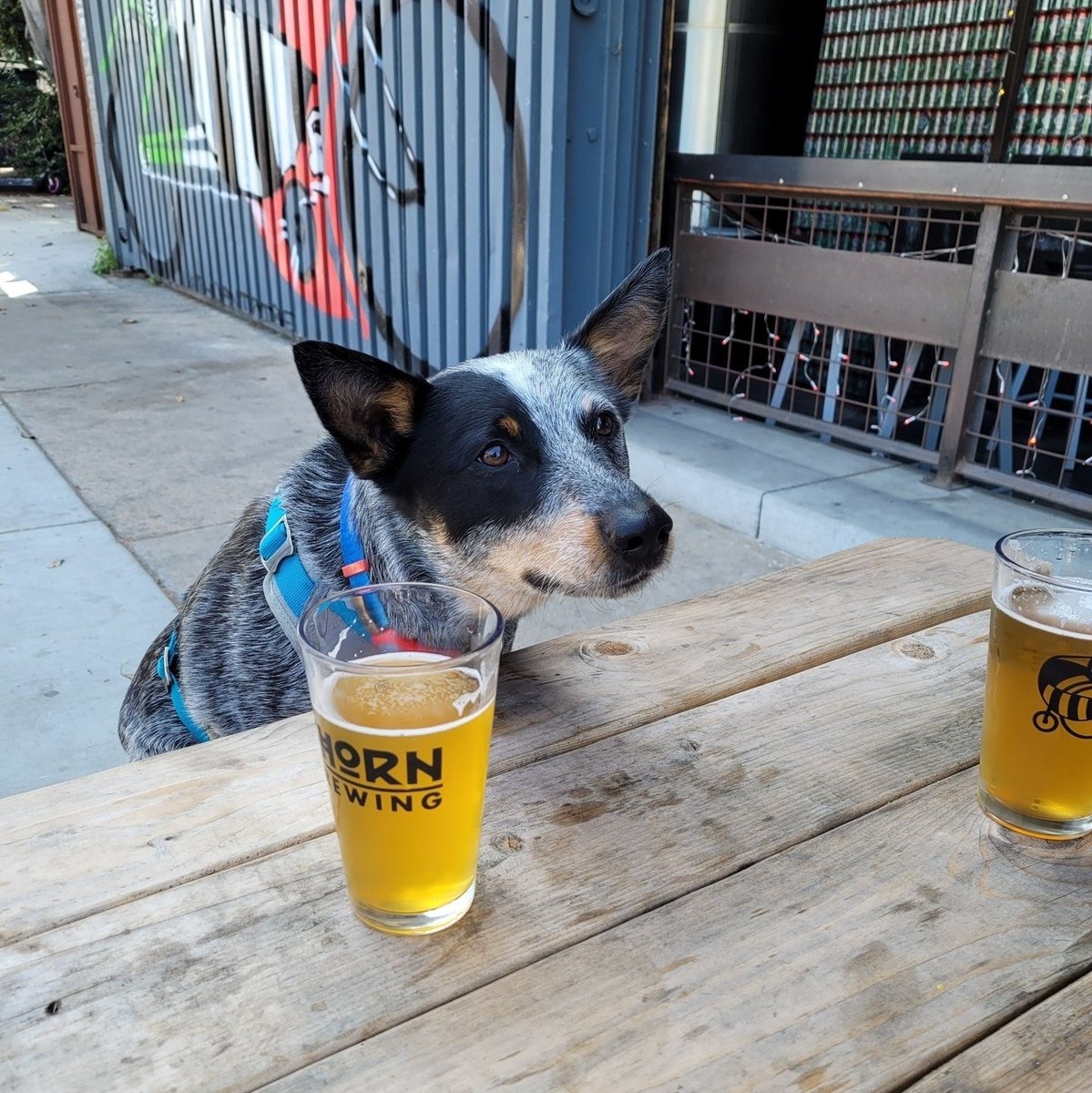 When you've only had 2 sips of beer and your drinking buddy gives you this look... ⁠

You know it's about to be a great night! ⁠
⁠
Are you looking for a dog-friendly brewery? ⁠
⁠
Check out our list: web.sdbeer.com/directory/resu…
⁠
#dog #sdbeer #brewerydog⁠
⁠
( #📷 @thornbeer )