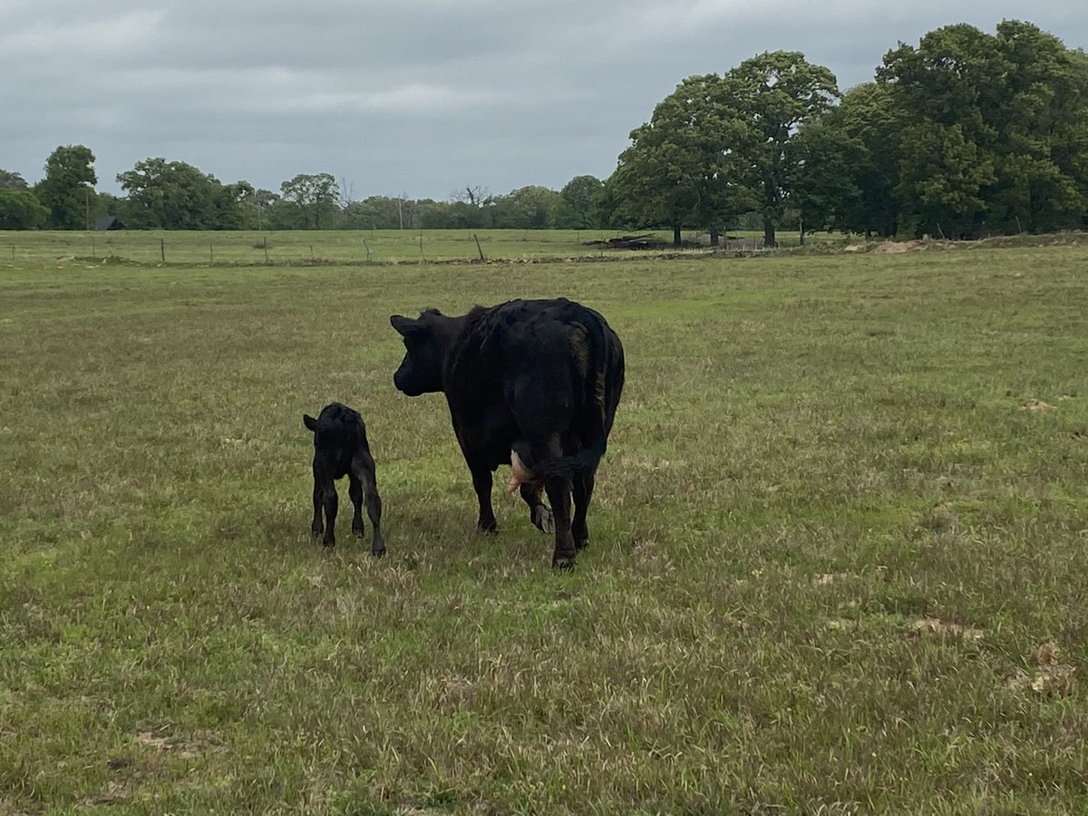 Disciple275's tweet image. Three new calves this morning, including 2 bull calves and 1 heifer