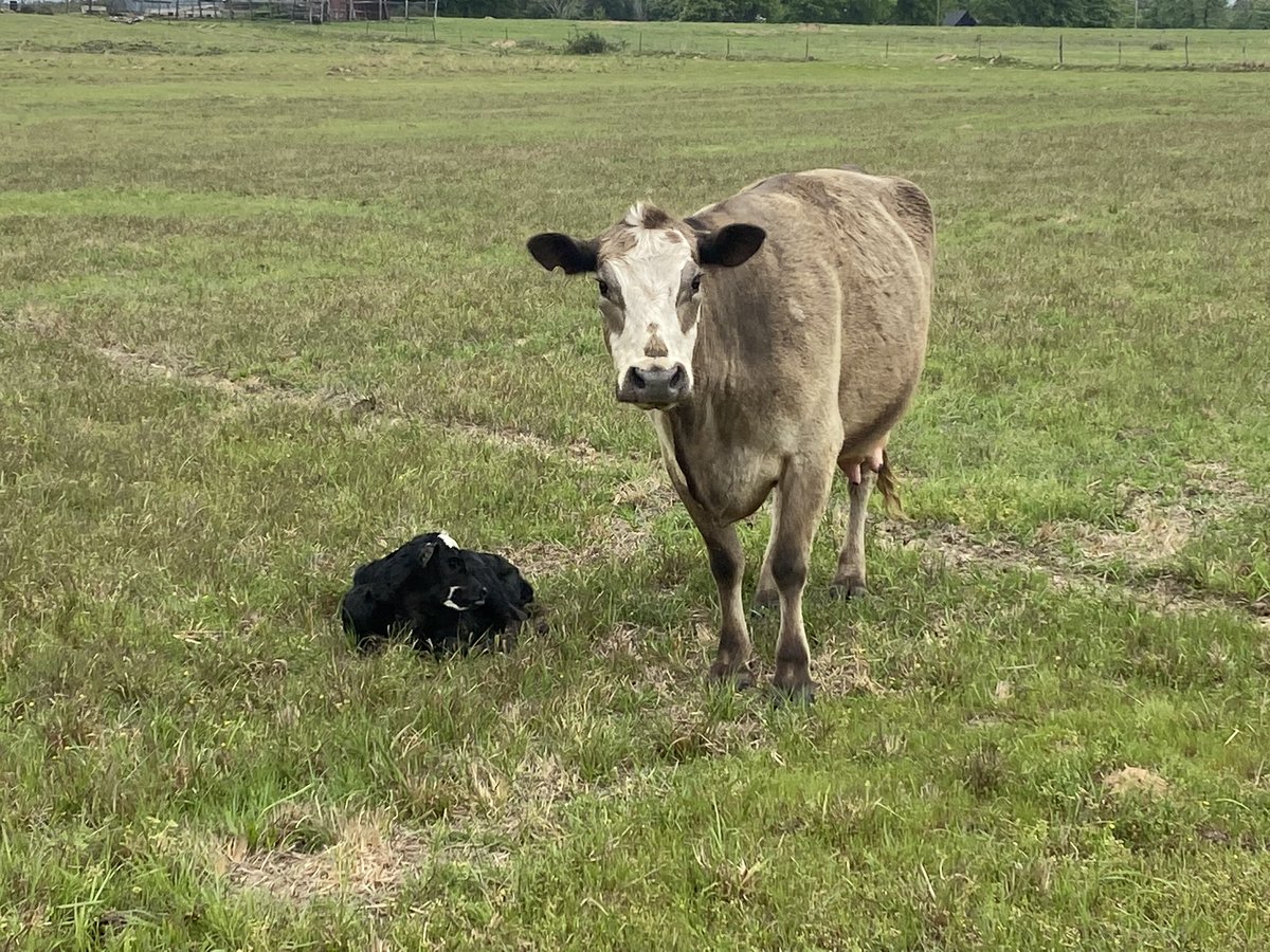 Disciple275's tweet image. Three new calves this morning, including 2 bull calves and 1 heifer