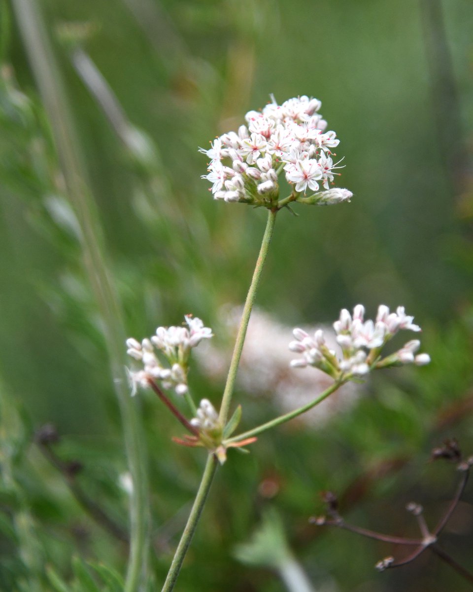 TheHuntington's tweet photo. Happy #CANativePlantWeek! 🌿✨ 

Here are a few of our favorites from the gardens: California lilac (ceanothus), fragrant pitcher sage (Lepechinia fragrant), California buckwheat (Eriogonum fasciculatum), Red-flowered Buckwheat (Eriogonum grande rubescens). https://t.co/brknz3wcBE