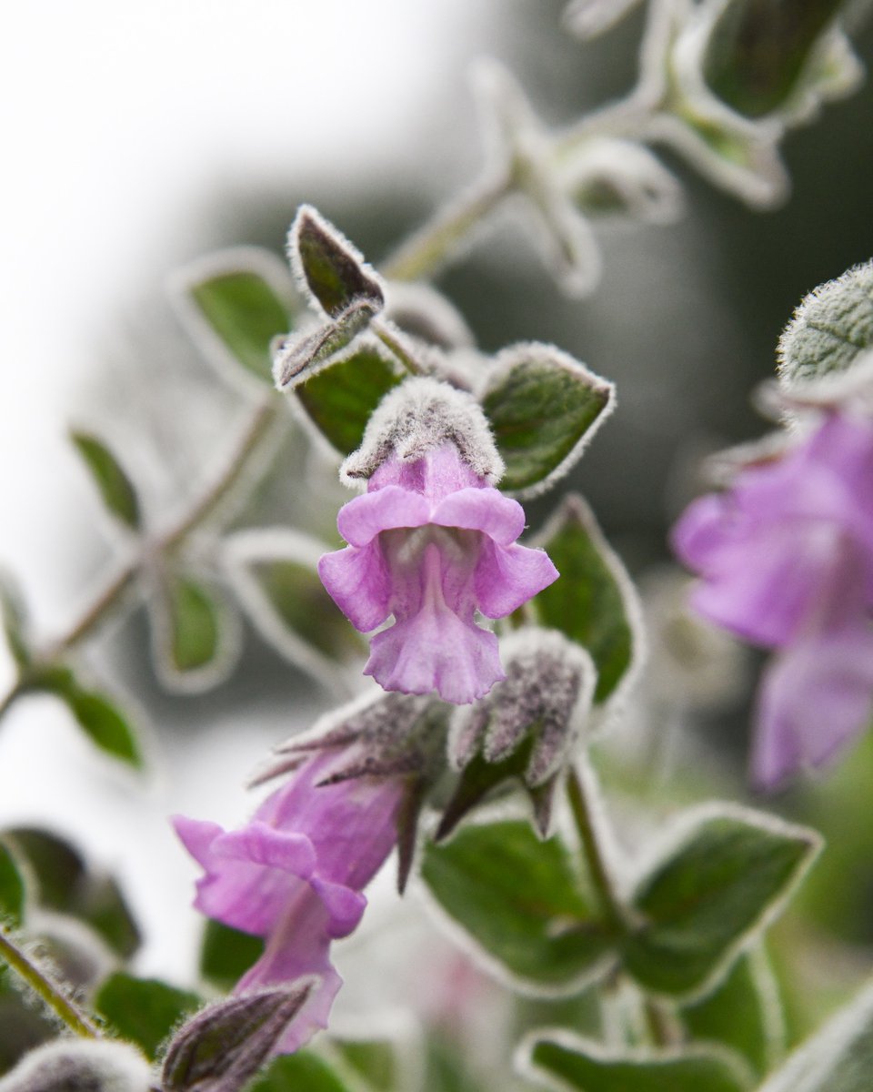 TheHuntington's tweet photo. Happy #CANativePlantWeek! 🌿✨ 

Here are a few of our favorites from the gardens: California lilac (ceanothus), fragrant pitcher sage (Lepechinia fragrant), California buckwheat (Eriogonum fasciculatum), Red-flowered Buckwheat (Eriogonum grande rubescens). https://t.co/brknz3wcBE
