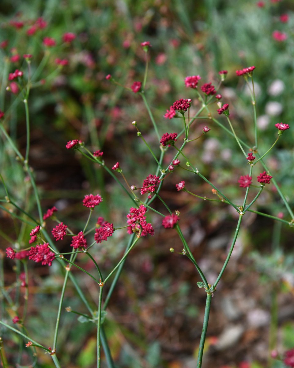 TheHuntington's tweet photo. Happy #CANativePlantWeek! 🌿✨ 

Here are a few of our favorites from the gardens: California lilac (ceanothus), fragrant pitcher sage (Lepechinia fragrant), California buckwheat (Eriogonum fasciculatum), Red-flowered Buckwheat (Eriogonum grande rubescens). https://t.co/brknz3wcBE