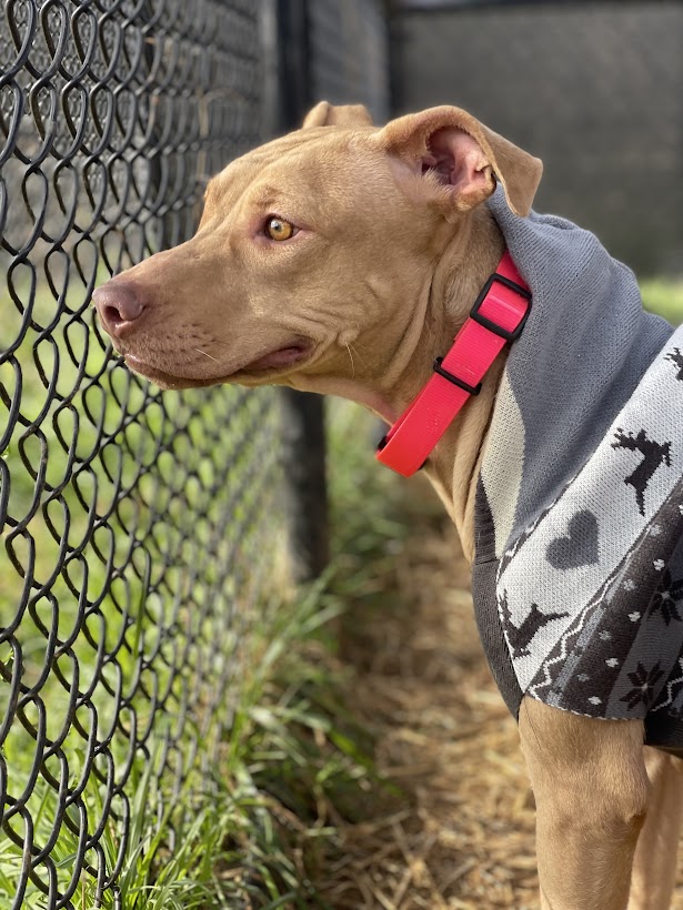 U.S. Marshals on Twitter "Puncher’s Chance Rescue & Sanctuary of the