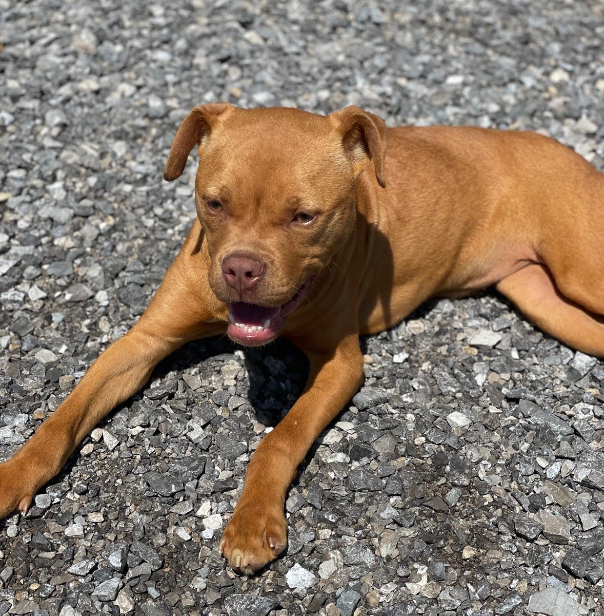 U.S. Marshals on Twitter "Puncher’s Chance Rescue & Sanctuary of the