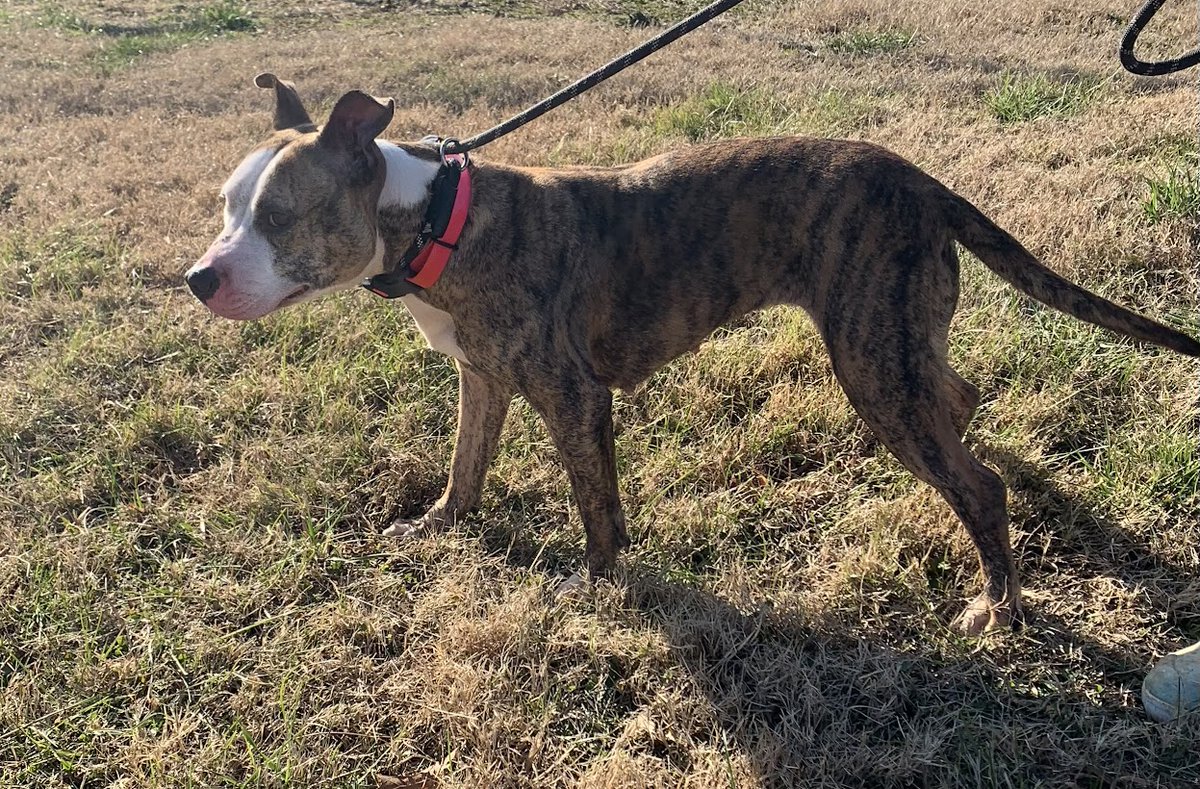 U.S. Marshals on Twitter "Puncher’s Chance Rescue & Sanctuary of the