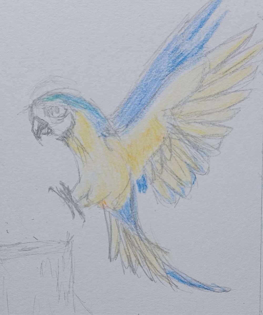 dark_ice_dragon's tweet photo. ‘Landing’ prompt for sketchadayapp. #Macaw landing. #birds https://t.co/kw5daFc7YU