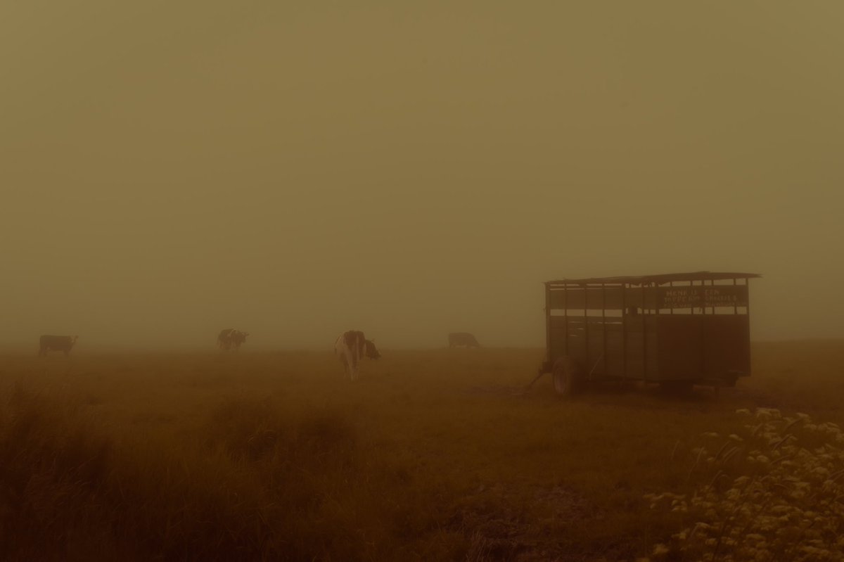 melopacare's tweet image. some of my favorite fog photos.