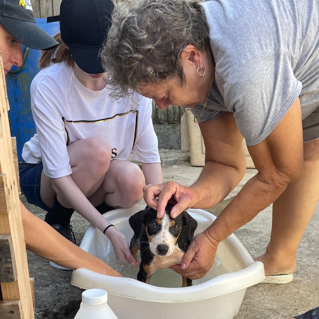 Our #AnimalManagement students are currently in Saint Lucia taking part in international work placement. 

Yesterday they visited SLAPS which is a dog charity. Students bathed puppies and walked dogs.

#WeAreNorthLindsey