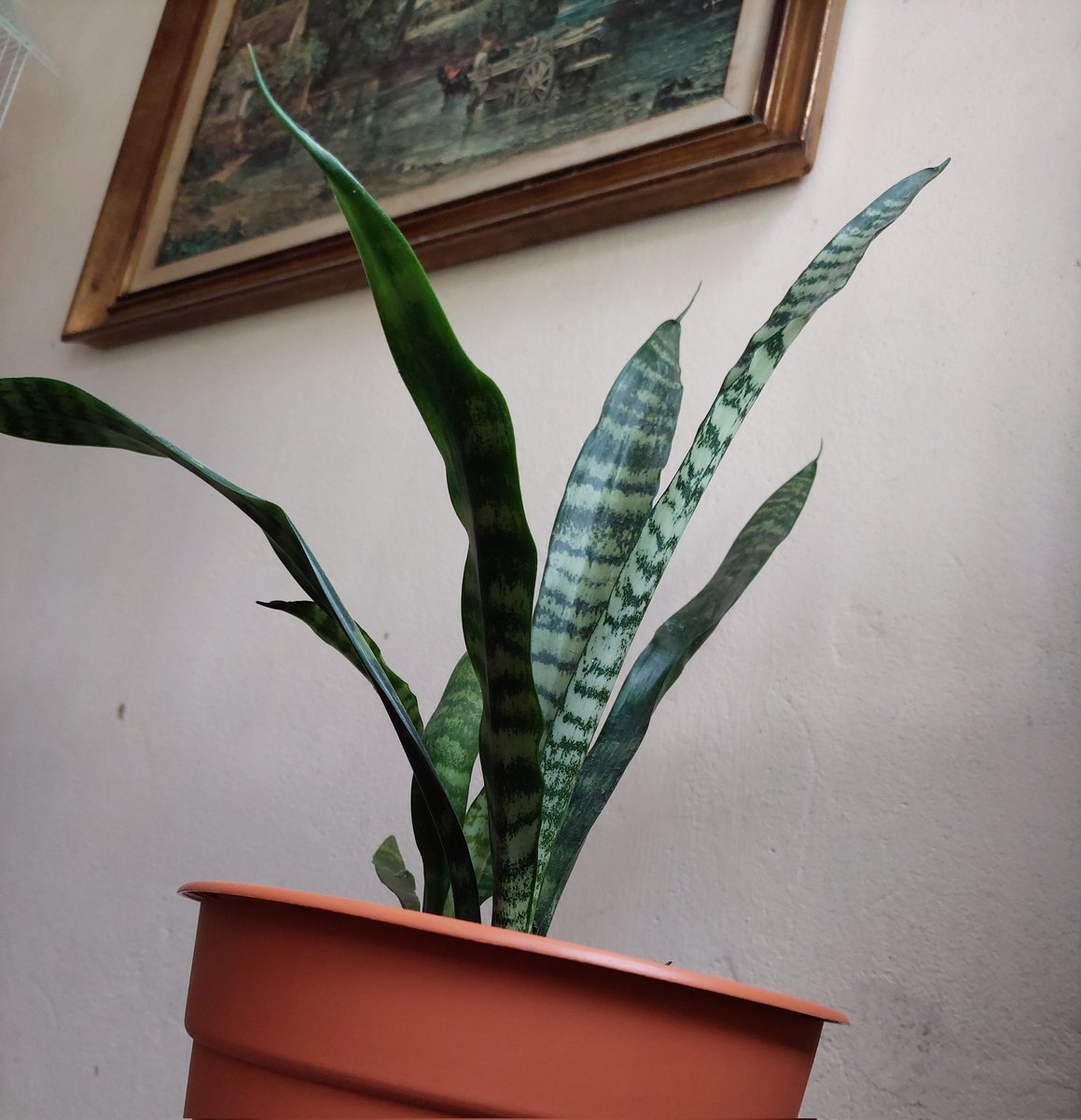 Dracaena trifasciata

#espadadesaojorge #lenguadesuegra #dracaenatrifasciata #espadadesanjorge #gardenlove #gardeninglife #garden #instagarden #instagardenlovers #gardengram #houseplants #plants  #photooftheday #photography #photoeveryday #instaphoto #instaphotography