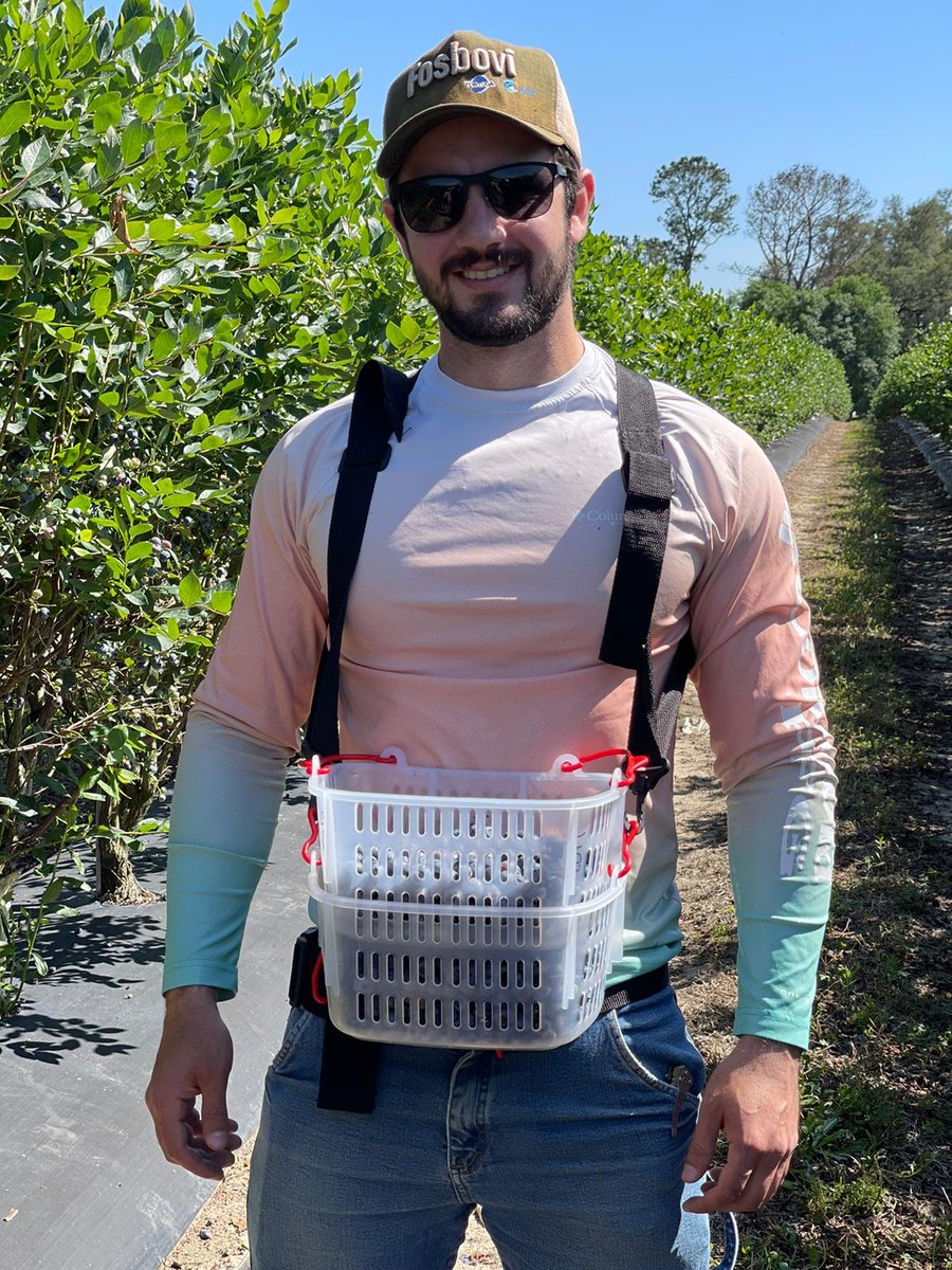 Zilfina Rubio (@zilfinar) on Twitter photo Blueberry harvest in South Georgia <a href="/UGAExtension/">UGA Extension</a> <a href="/ugahorticulture/">UGA Department of Horticulture</a> <a href="/UGATifton/">UGA Tifton</a> <a href="/blueberries/">Blueberries 🫐</a> Blueberry harvest in South Georgia <a href="/UGAExtension/">UGA Extension</a> <a href="/ugahorticulture/">UGA Department of Horticulture</a> <a href="/UGATifton/">UGA Tifton</a> <a href="/blueberries/">Blueberries 🫐</a>