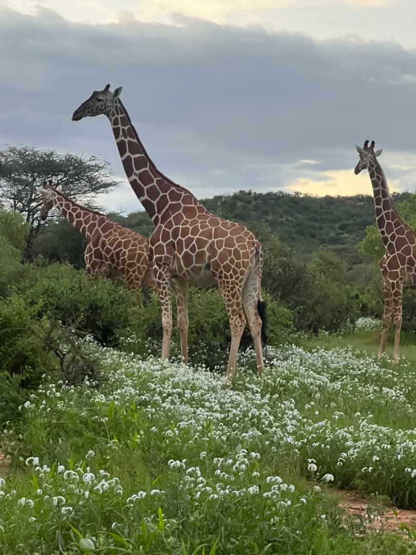 They call it Northern Kenya,We call it home.
#Grevyzebra
#ReticulatedGiraffe.