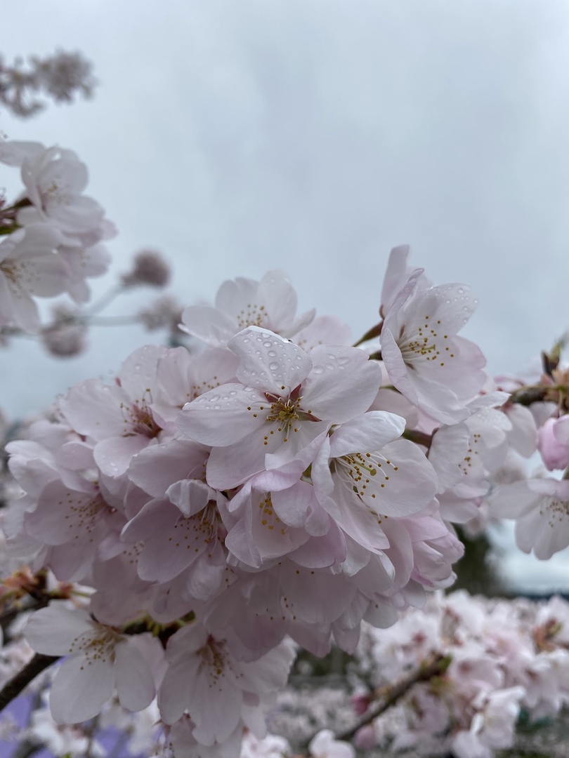 We've been waiting all year, and cherry blossom season is finally in full bloom!
