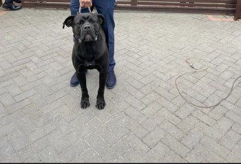 millypod1's tweet photo. MAX HOME SAFE. THANKS FOR RT's πππΎ
π18 APR 2023 #Lost MAX #ScanMeBlack
Cane Corso Male Langley Broom #Langley #Slough #Berkshire #SL3
https://t.co/ou39yPYGAM https://t.co/xhJPUH6bry