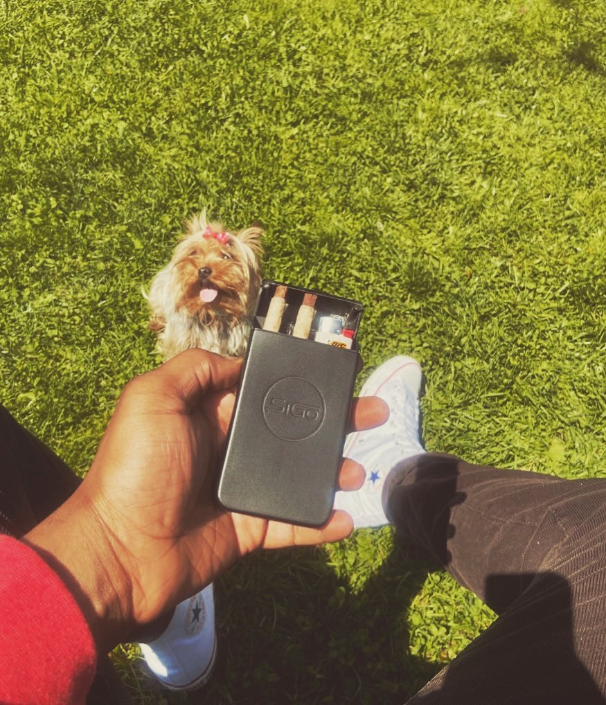 sigostashbox's tweet photo. The 3 most important things to me:
My brand 🍃
My dog 🐶
My plants 🪴
https://t.co/QuhhHnnhdL
#stoner #puppy #DogLover #plantlife #grower #nursery #plantparent #cutedog #happydog #weed #marijuana #lakers #LA #playoffs #varigation #roots #sale #rollup #smoke #SnowfallFX https://t.co/992kaRsYqp