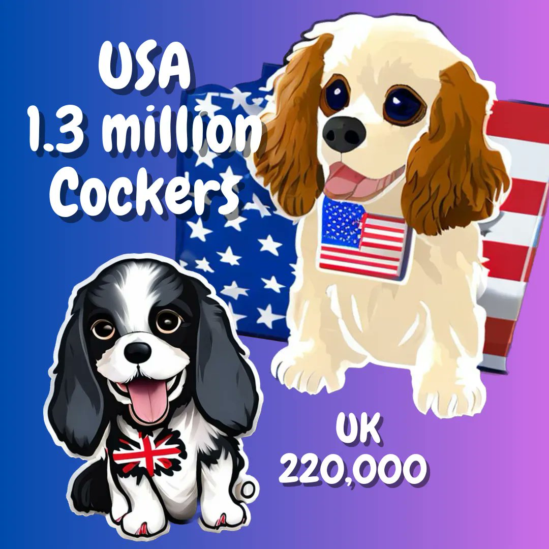 cocker_crazy's tweet photo. The United States has the most Cocker Spaniels in the world. In 2020, there were an estimated 1.3 million Cocker Spaniels living in the US. This is followed by the UK with an estimated 220,000 Cocker Spaniels, and Germany with an estimated 150,000 Cocker Spaniels. #cockerspaniels https://t.co/1tv2h9gEY1