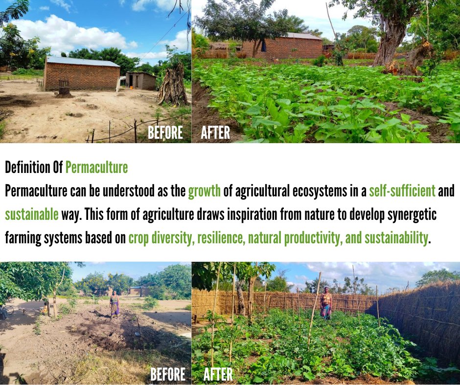 Here's a quick look into the impact that our partner Opulence Malawi facebook.com/Opulencemw is making through their permaculture farming training. Currently there are 1,000 farmers training 20 farmers each. Do the math...that's absolutely amazing.