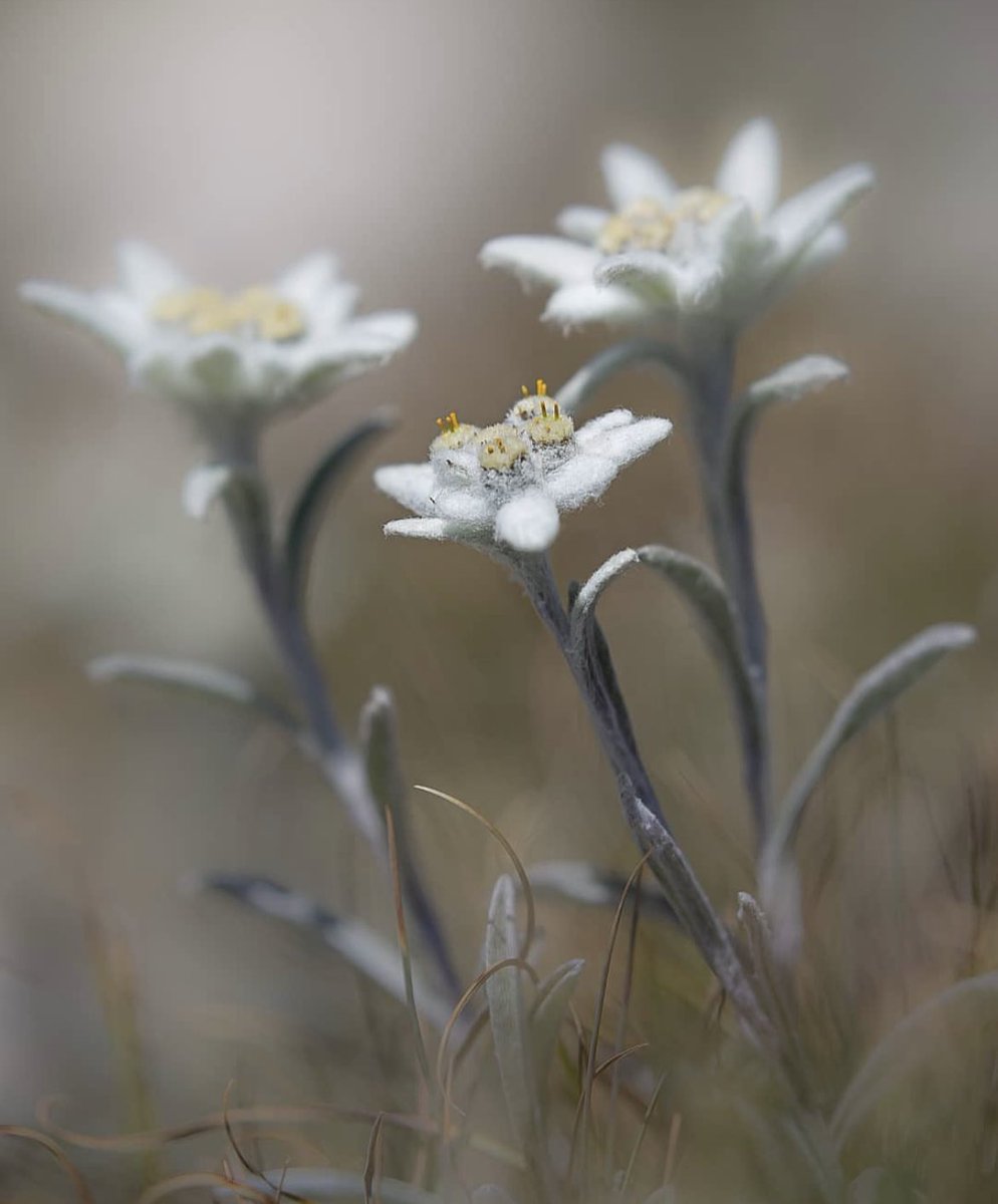 MichaelRuyssch1's tweet photo. #Edelweiss « Dessine-moi une étoile » La fleur mythique de nos massifs alpins s’ouvre doucement en altitude. #avril #savoiemontblanc https://t.co/JfBpx62eeT
