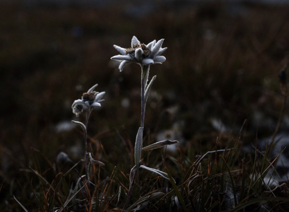 MichaelRuyssch1's tweet photo. #Edelweiss « Dessine-moi une étoile » La fleur mythique de nos massifs alpins s’ouvre doucement en altitude. #avril #savoiemontblanc https://t.co/JfBpx62eeT