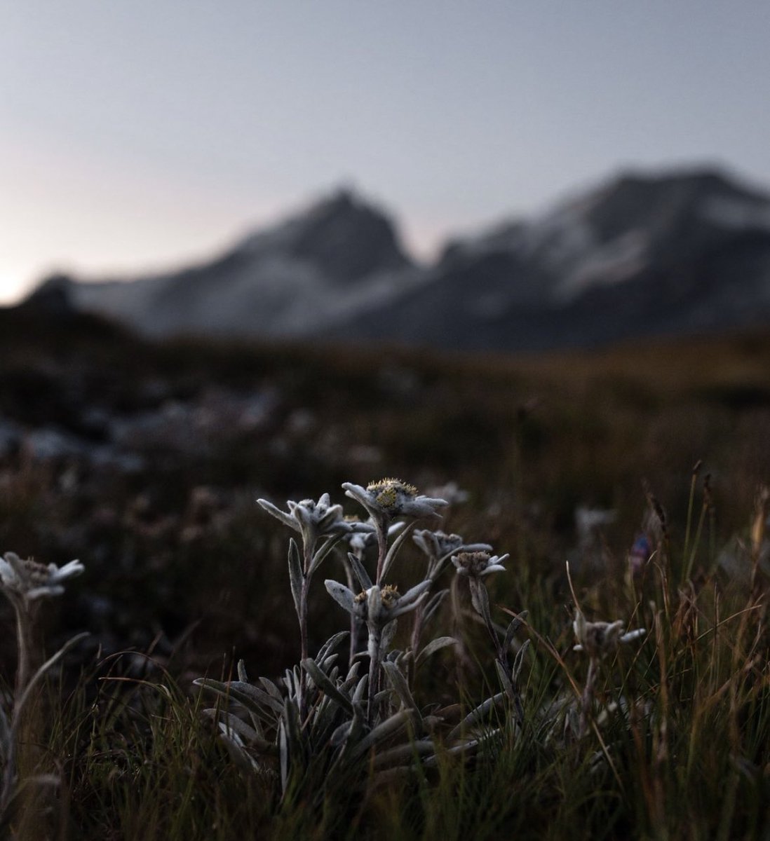 MichaelRuyssch1's tweet photo. #Edelweiss « Dessine-moi une étoile » La fleur mythique de nos massifs alpins s’ouvre doucement en altitude. #avril #savoiemontblanc https://t.co/JfBpx62eeT