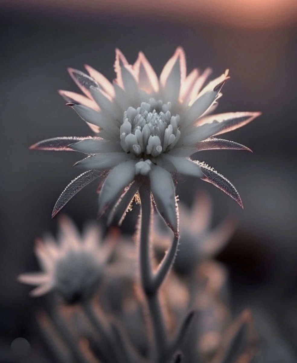 MichaelRuyssch1's tweet photo. #Edelweiss « Dessine-moi une étoile » La fleur mythique de nos massifs alpins s’ouvre doucement en altitude. #avril #savoiemontblanc https://t.co/JfBpx62eeT