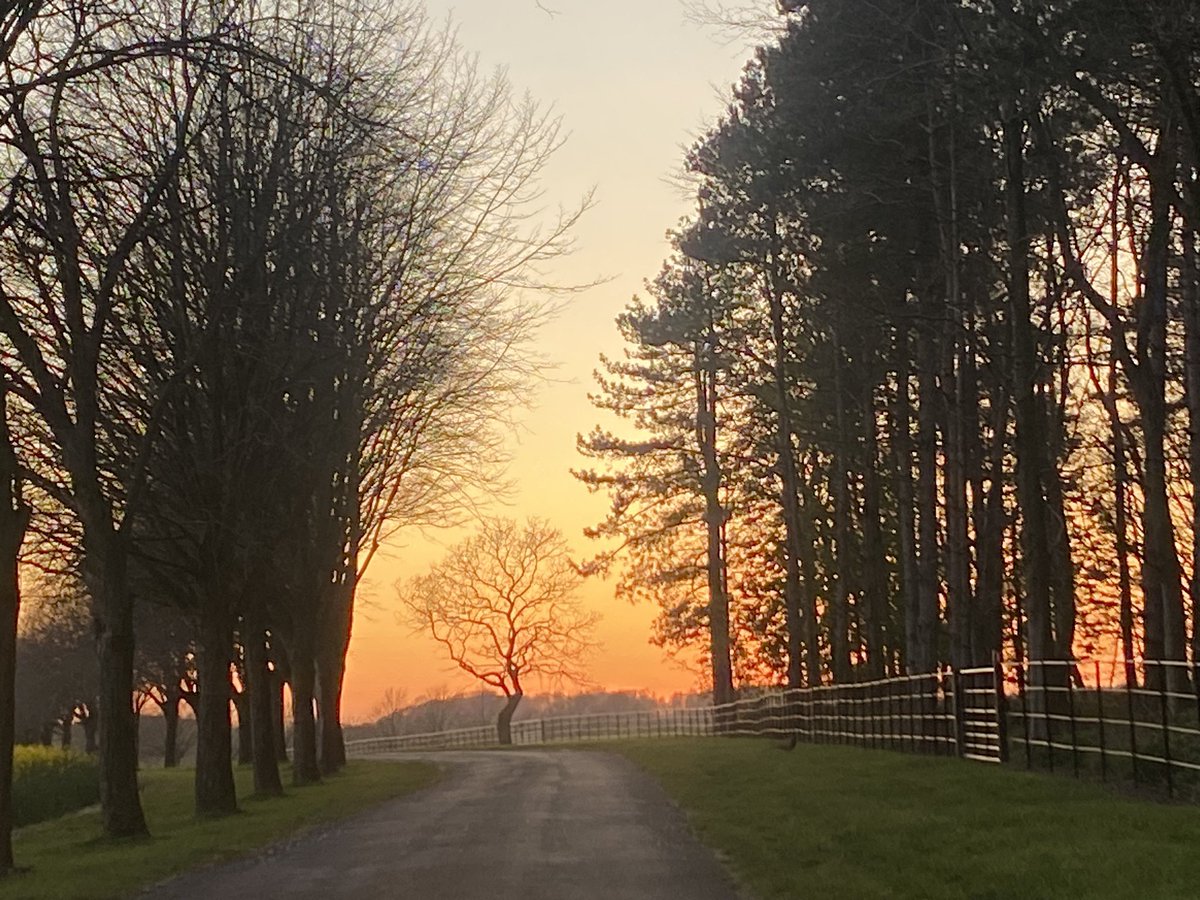devilscustard's tweet photo. Sundown in west Norfolk. I love this tree on the road home, silhouetted in the setting sun. 

#Norfolk #TreeClub https://t.co/5T181HET7a