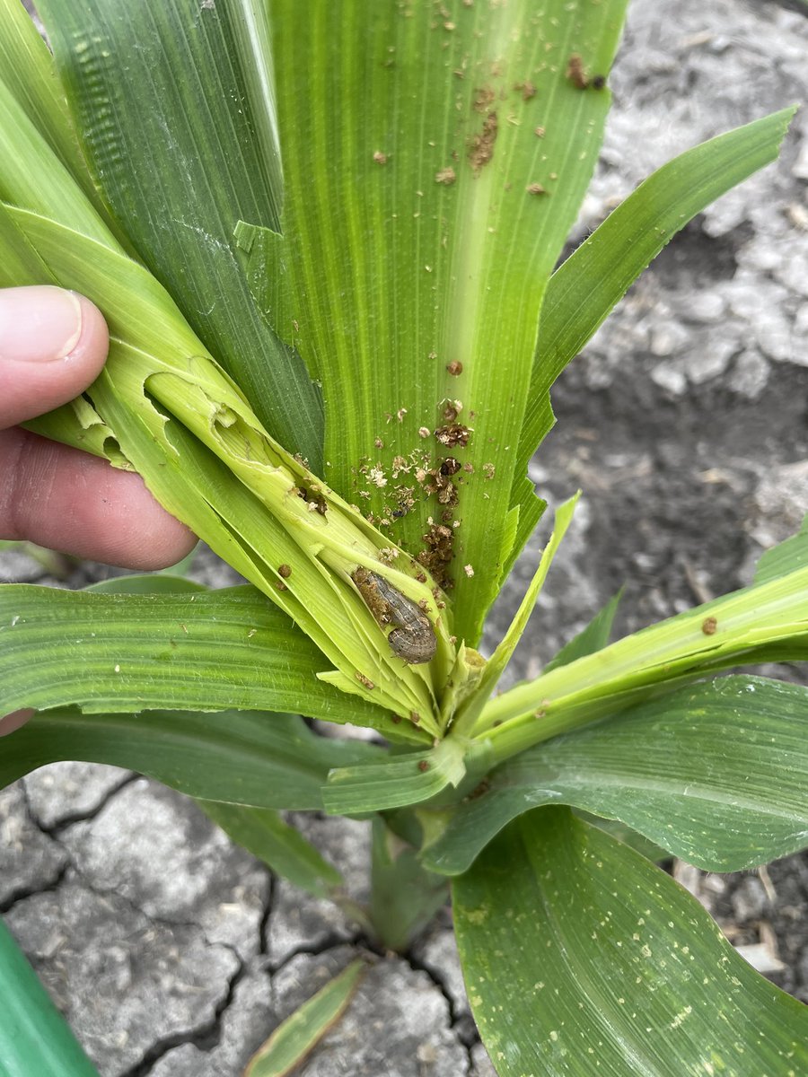 Travis Courtney tweet media