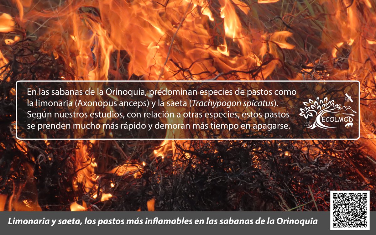 Ecolmod's tweet photo. 📢Nueva contribución ECOLMOD de trabajo realizado en DNMI Cinaruco
"Limonaria y saeta, los pastos más inflamables de la Orinoquía" 🔥
Los invitamos a leer esta nota de  @PrensaUNAL 👇
https://t.co/UTP7O5x6uM https://t.co/GfKFdQ4MuI