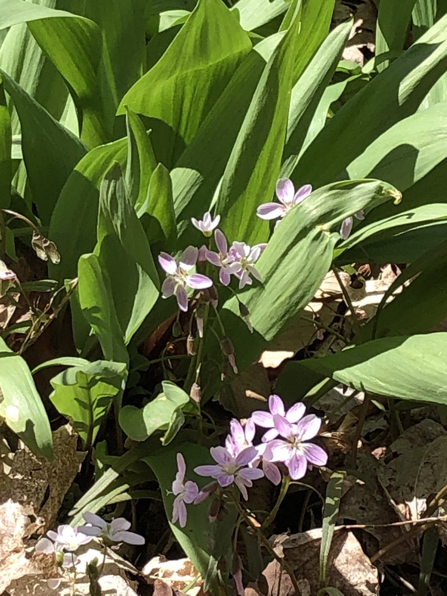 Sarah_Kyker's tweet photo. It was a beautiful day for some wildflower surveys @holdenarboretum ! https://t.co/ipmpzgwplb