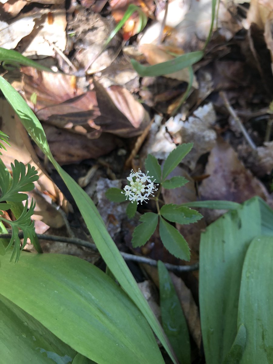 Sarah_Kyker's tweet photo. It was a beautiful day for some wildflower surveys @holdenarboretum ! https://t.co/ipmpzgwplb