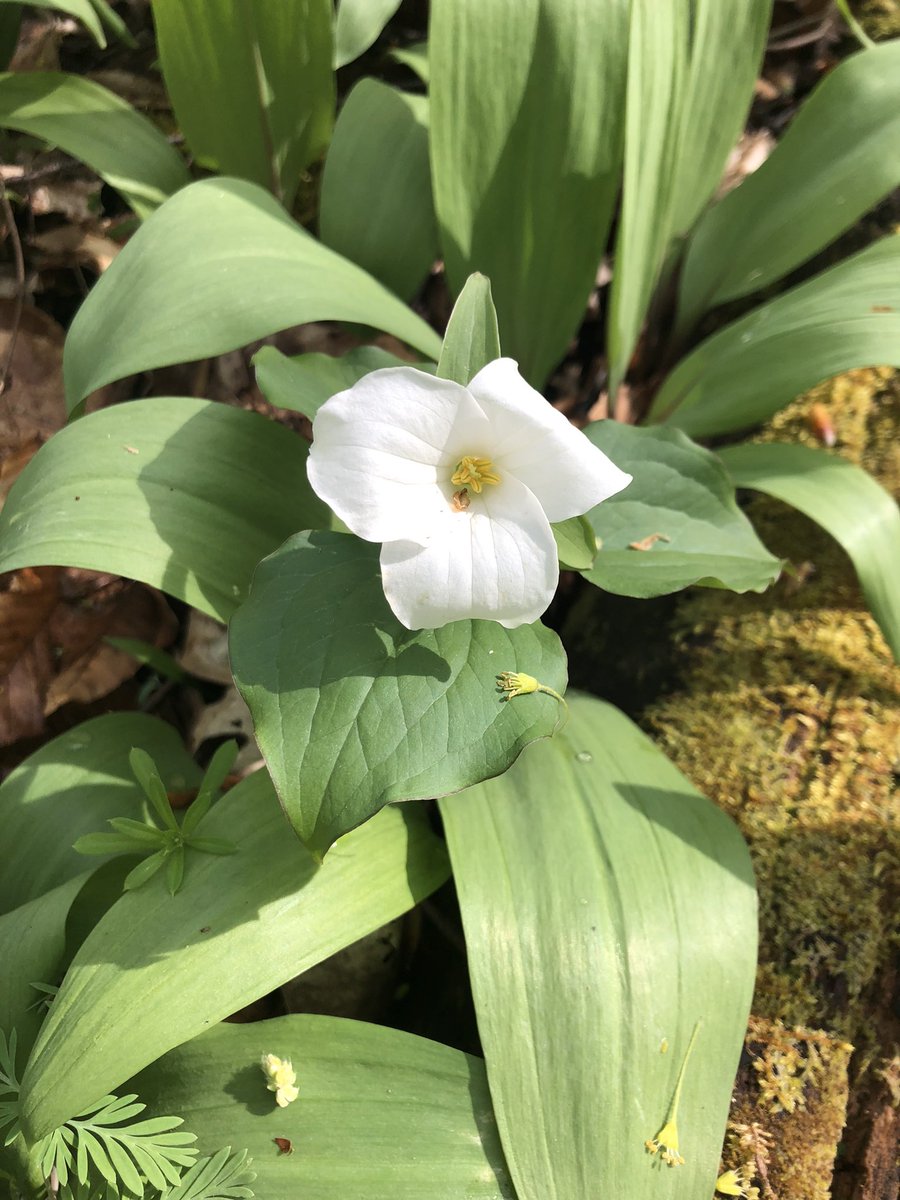Sarah_Kyker's tweet photo. It was a beautiful day for some wildflower surveys @holdenarboretum ! https://t.co/ipmpzgwplb