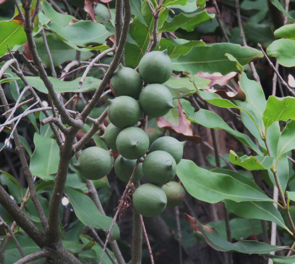 StuartWilliams_'s tweet photo. Macadamia integrifolia (Queensland nut), a rainforest tree from the east coast of Australia #Kamesburgh #Proteaceae #ozplants https://t.co/Dxemtf2rFt