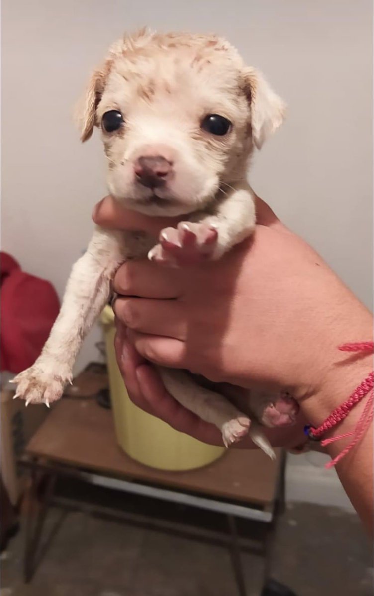 Animales_CDMX's tweet photo. Hoy visite un pueblito en #Toluca y me comentaron personas que fueron a tirar 🐕 al campo cómo si fueran basura! No pude ser indiferente nuevamente y me los traje, tengo más 🐶 en resguardo esperando una adopción, por favor ayúdenme a difundir el caso! @HELA_MORE @carolhsolis https://t.co/n8CYED6qfR