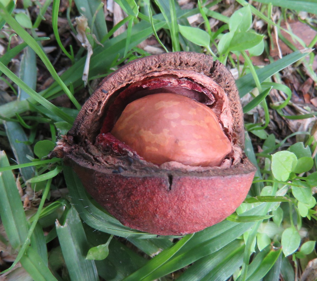 StuartWilliams_'s tweet photo. Macadamia integrifolia (Queensland nut), a rainforest tree from the east coast of Australia #Kamesburgh #Proteaceae #ozplants https://t.co/Dxemtf2rFt