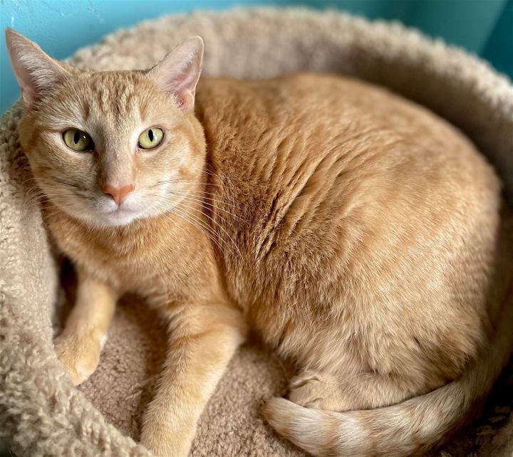 LAP CAT ALERT!!! Selena was 20lbs when she arrived but has slimmed down with love and attention at PALS. She is a beautiful rare orange girl that is very sweet and gentle. Her mom got cancer, and could no longer take care of her. 6 years old 

buff.ly/40799dg