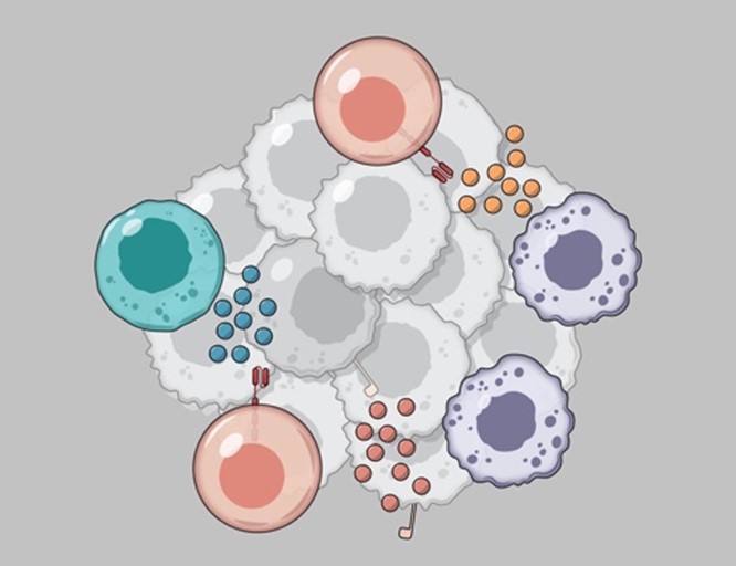 Science Immunology (@sciimmunology) on Twitter photo A new Review summarizes current challenges facing CAR T cell immunotherapy, examines #cancer cells’ metabolic adaptations, and identifies potential metabolic interventions to enhance CAR T cell efficacy. <a href="/OncoUNILCHUV/">Oncology UNIL CHUV</a> <a href="/unil/">Université de Lausanne</a>
Learn more: scim.ag/2iS A new Review summarizes current challenges facing CAR T cell immunotherapy, examines #cancer cells’ metabolic adaptations, and identifies potential metabolic interventions to enhance CAR T cell efficacy. <a href="/OncoUNILCHUV/">Oncology UNIL CHUV</a> <a href="/unil/">Université de Lausanne</a>
Learn more: scim.ag/2iS