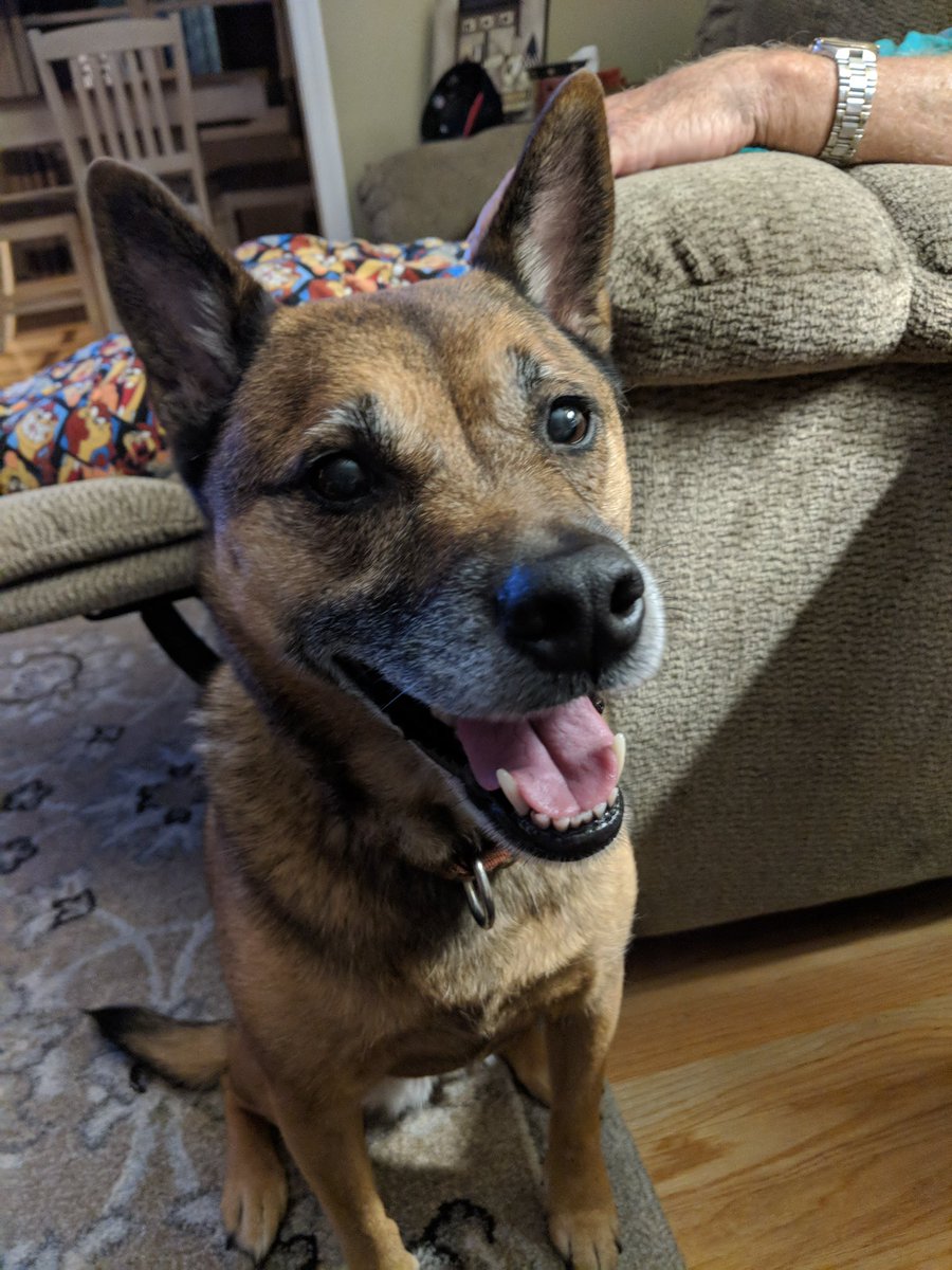 beneway_debbie's tweet photo. My Maddie 14 years old went over the rainbow today! She will be missed so much! Always and forever in our hearts! https://t.co/wVshPGuxWU