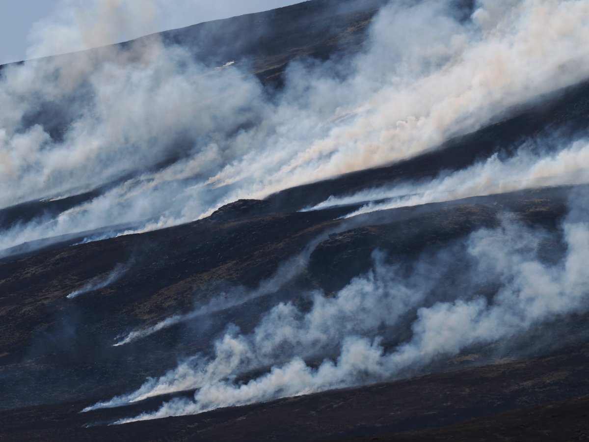 It must be tough being a Ring Ouzel trying to establish a territory when your nesting site is on fire... 
Pretty shocking amounts of #Muirburn in Glean Beag just S of Glenshee, Perthshire this pm. Ring Ouzels are back &amp; the hillside is literally burning away, utterly appalling