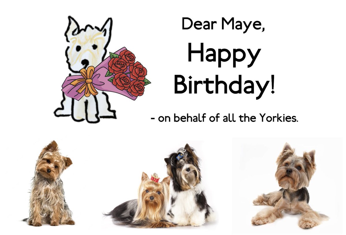 YorkieInu's tweet photo. @mayemusk Happy Birthday! ♥️🐾 wUf WuF! https://t.co/DDj5oMbSKC