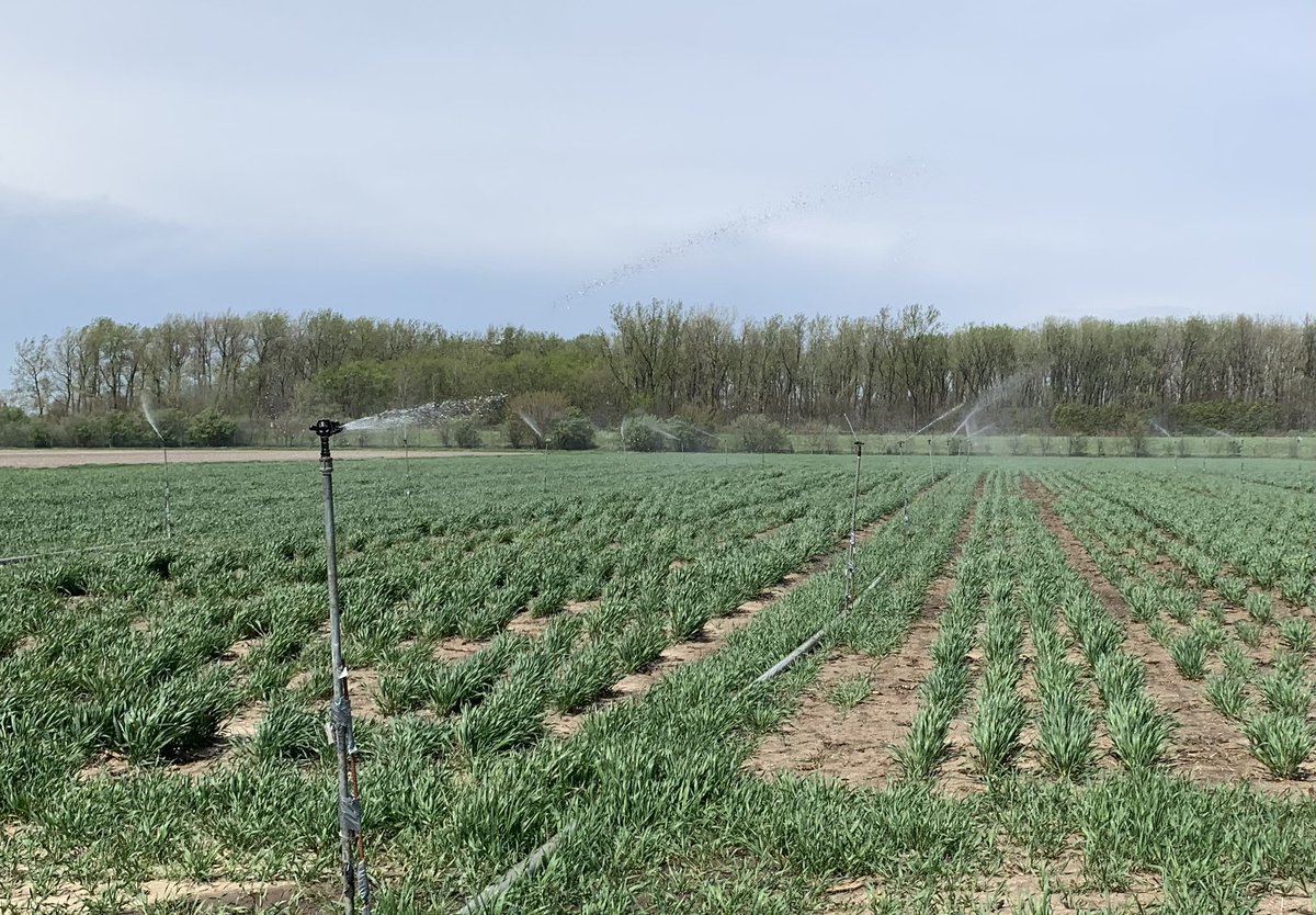 JRutkoski's tweet image. After a lot of wrangling and people involved, we got the scab nursery misted and inoculated. Thanks @Tadele18 @ajacker12 @LBMunaro @GevartoskyRaysa @jdarbelaez @JeremyLogrono 🤞@USWBSI