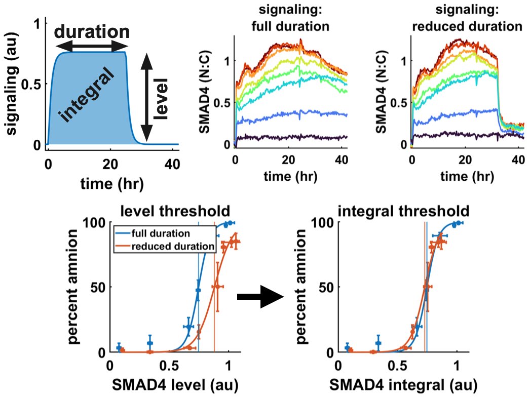 The time integral of BMP signaling controls  differentiation:
biorxiv.org/content/10.110…