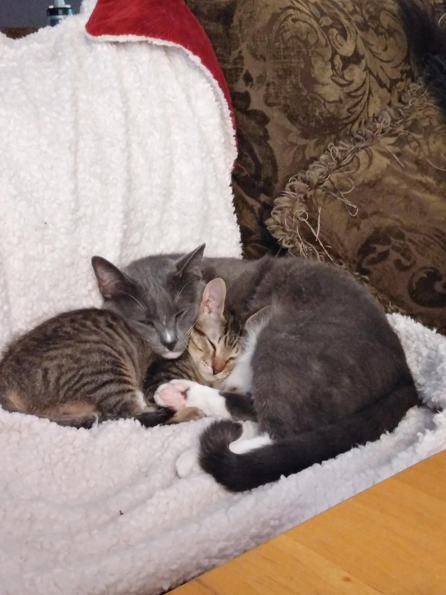 BusinessUTA's tweet photo. #NationalCatLadyDay πΈ
Leslie Loignon, Administrative Assistant in Graduate Business Services, shares Draco and Luna with us.
#humorousday #humpday https://t.co/8IaCyHz35B