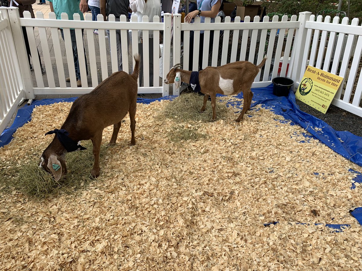 HouPublicWorks's tweet photo. GOATS 🐐 getting ready to work tomorrow:

What, like it’s hard? 

#EARTHDAYHTX #GoatsAtWork https://t.co/nomTRJp7lo
