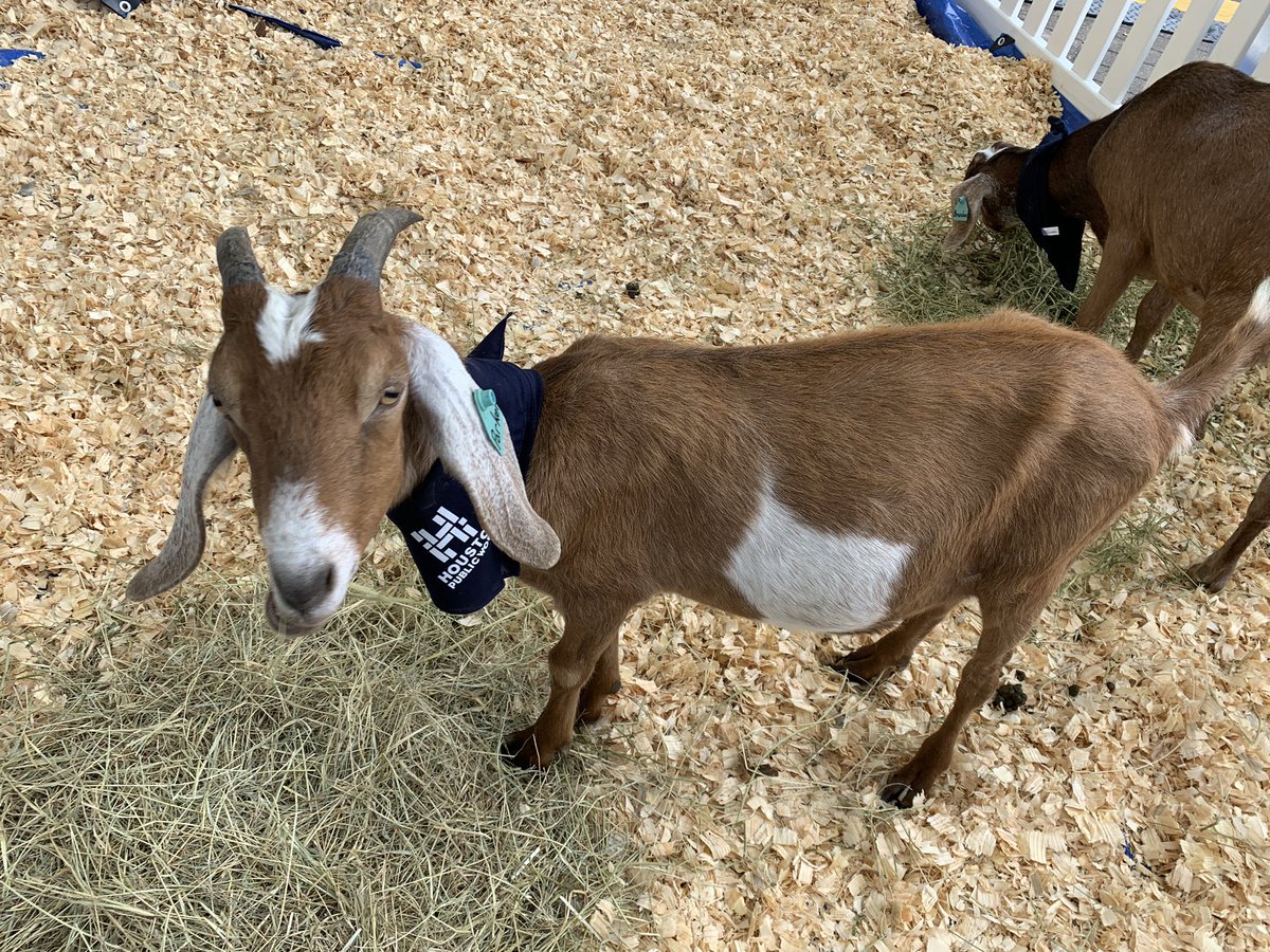 HouPublicWorks's tweet photo. GOATS 🐐 getting ready to work tomorrow:

What, like it’s hard? 

#EARTHDAYHTX #GoatsAtWork https://t.co/nomTRJp7lo